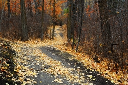 Spruce Grove Trail